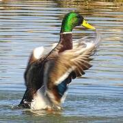 Canard colvert