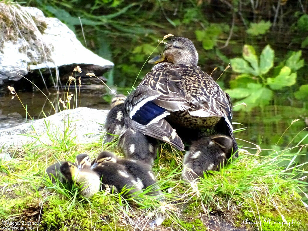 Mallard