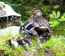 Canard colvert