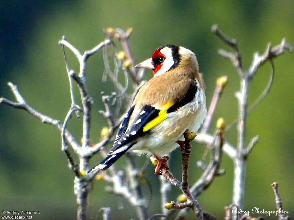 Chardonneret élégantadulte