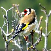 European Goldfinch