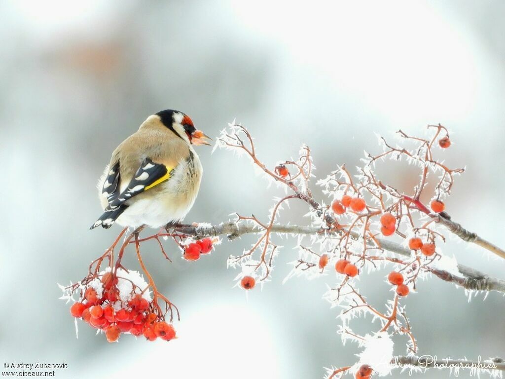 European Goldfinch