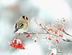 European Goldfinch