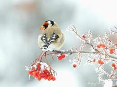 European Goldfinch