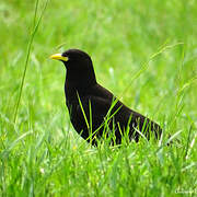 Alpine Chough