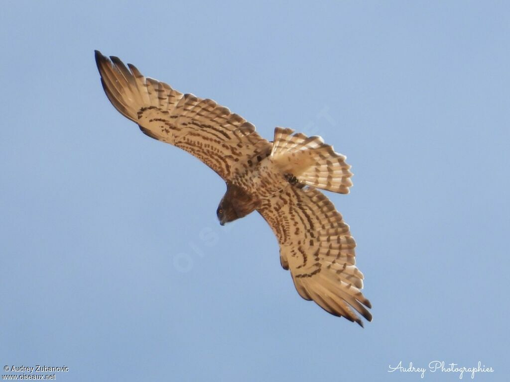 Short-toed Snake Eagleadult, Flight