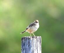 Zitting Cisticola