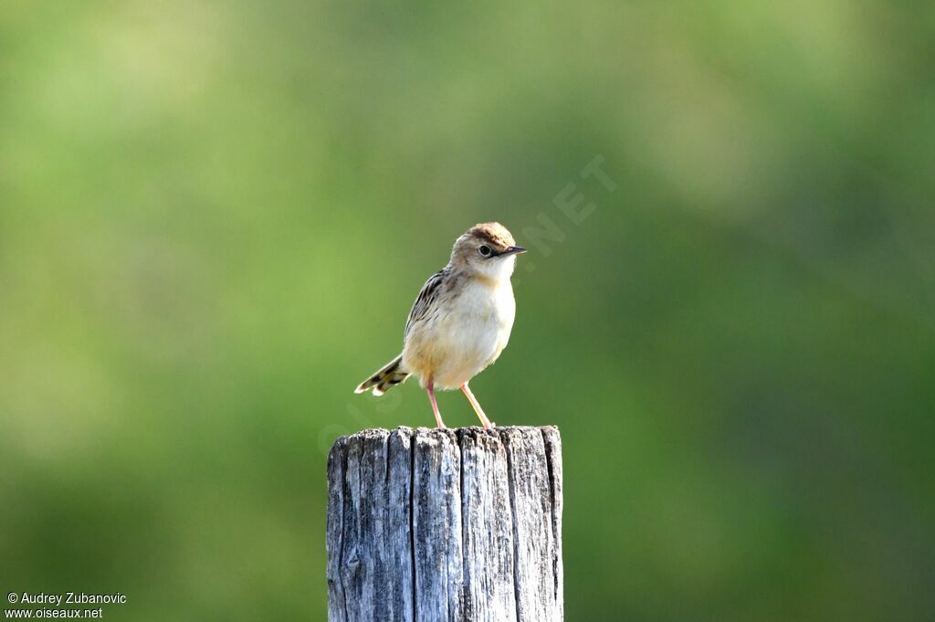 Zitting Cisticola