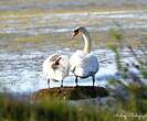 Cygne tuberculé