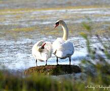 Mute Swan