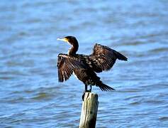 Great Cormorant