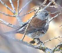 Fieldfare