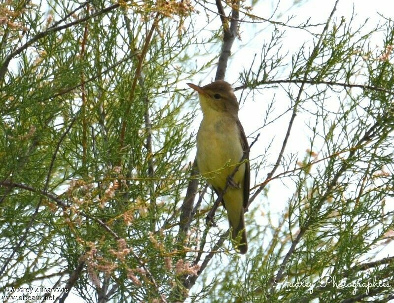 Icterine Warbler