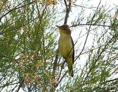 Icterine Warbler