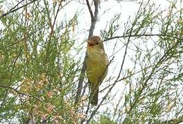 Icterine Warbler