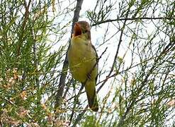 Icterine Warbler