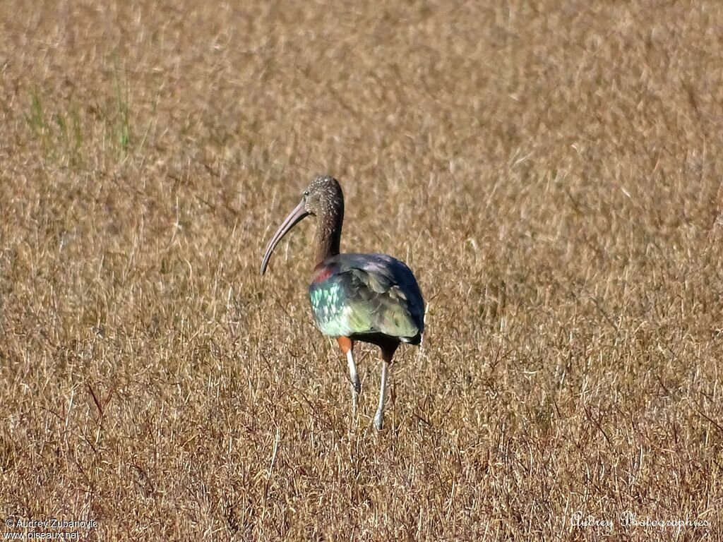 Ibis falcinelleadulte internuptial, marche