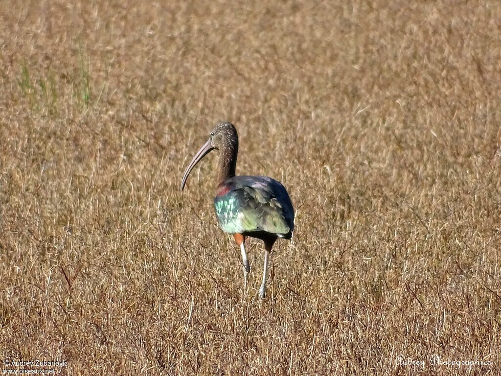 Glossy Ibisadult post breeding, walking