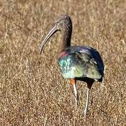 Glossy Ibis