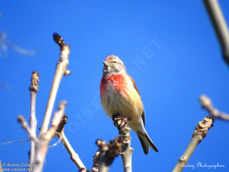 Common Linnet male, song