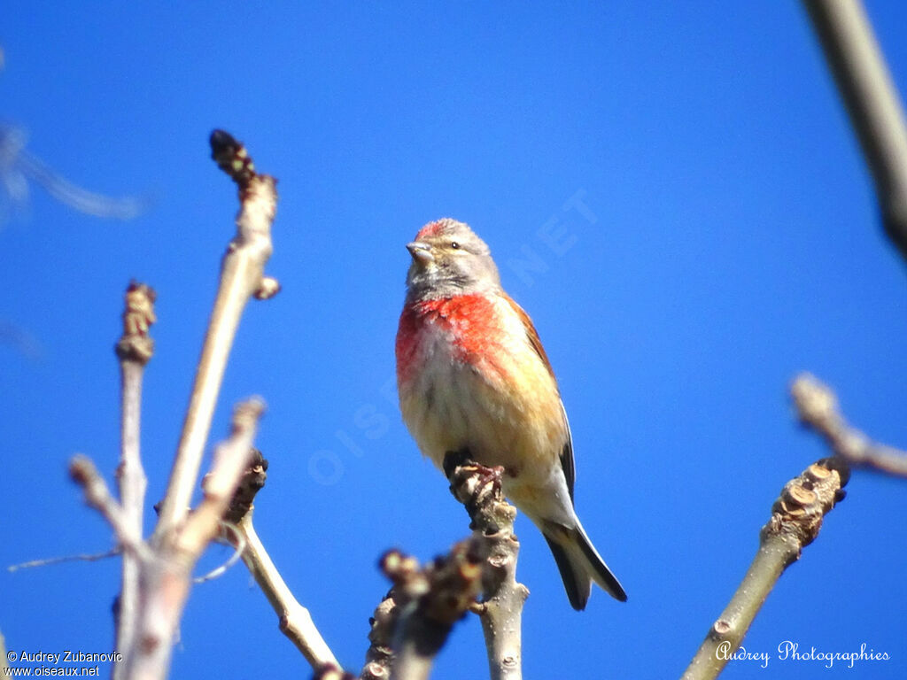 Common Linnet male, song