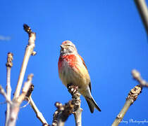 Common Linnet