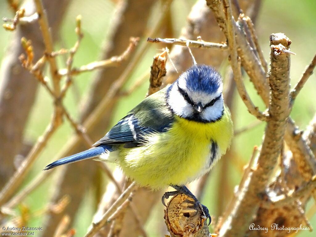 Mésange bleue