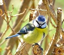 Eurasian Blue Tit