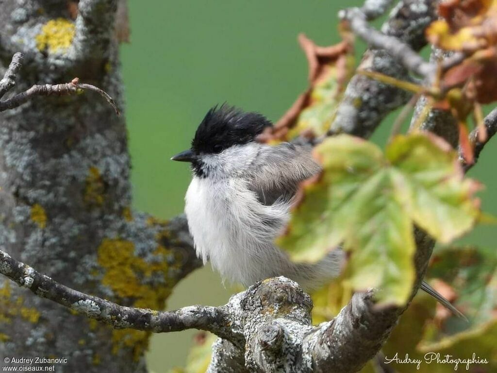 Willow Tit