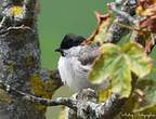 Mésange boréale