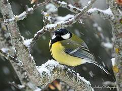 Great Tit