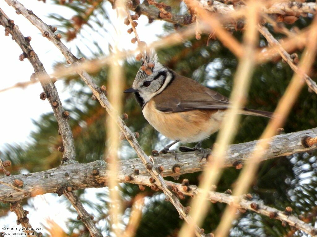 Mésange huppée