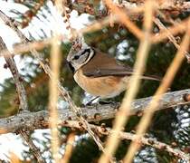 Crested Tit