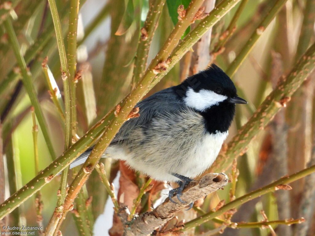 Coal Tit