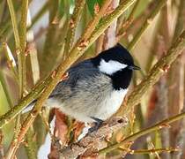 Coal Tit