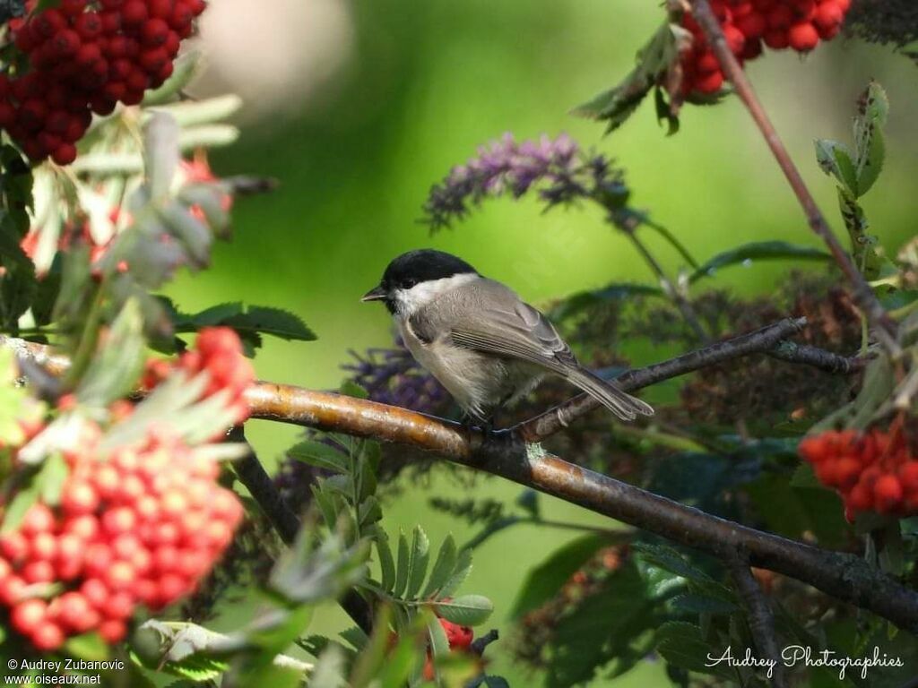 Mésange nonnette