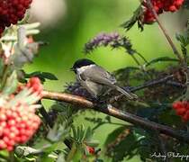 Marsh Tit