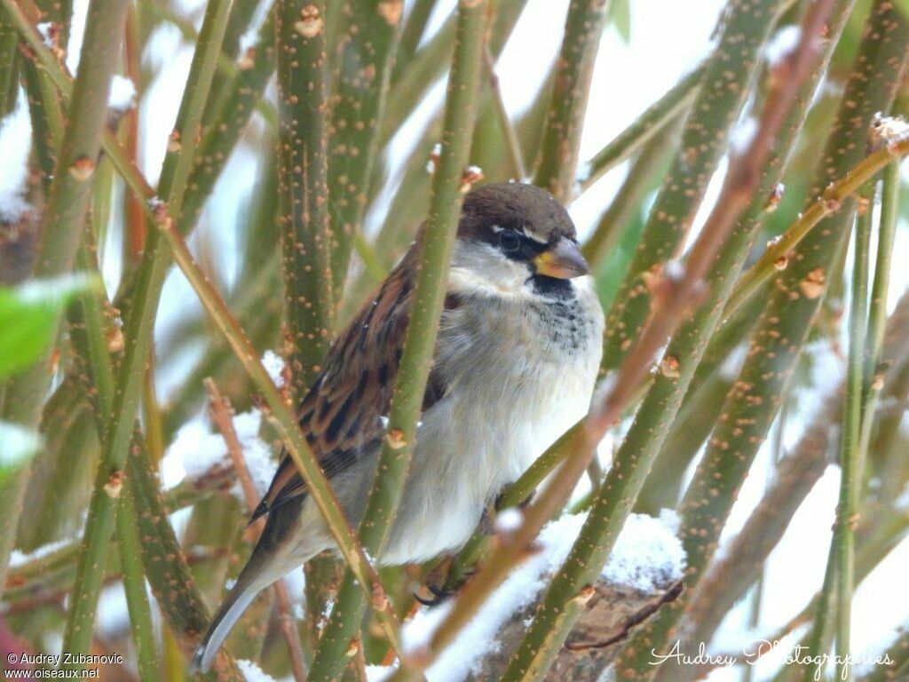 Italian Sparrow