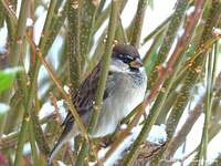 Moineau cisalpin