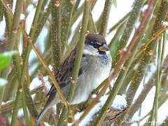 Moineau cisalpin