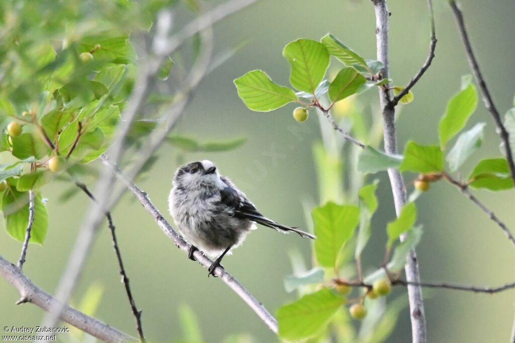 Long-tailed Tit