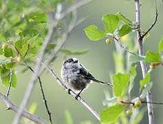 Long-tailed Tit