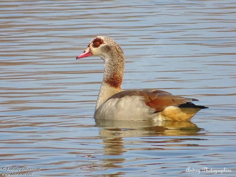 Egyptian Goose, swimming