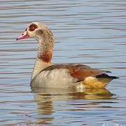 Egyptian Goose