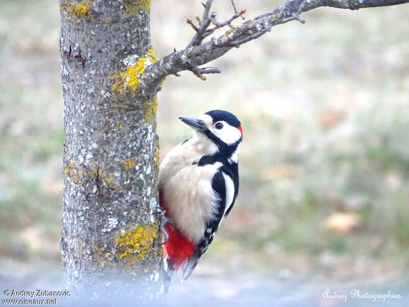 Great Spotted Woodpecker male, eats