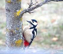 Great Spotted Woodpecker