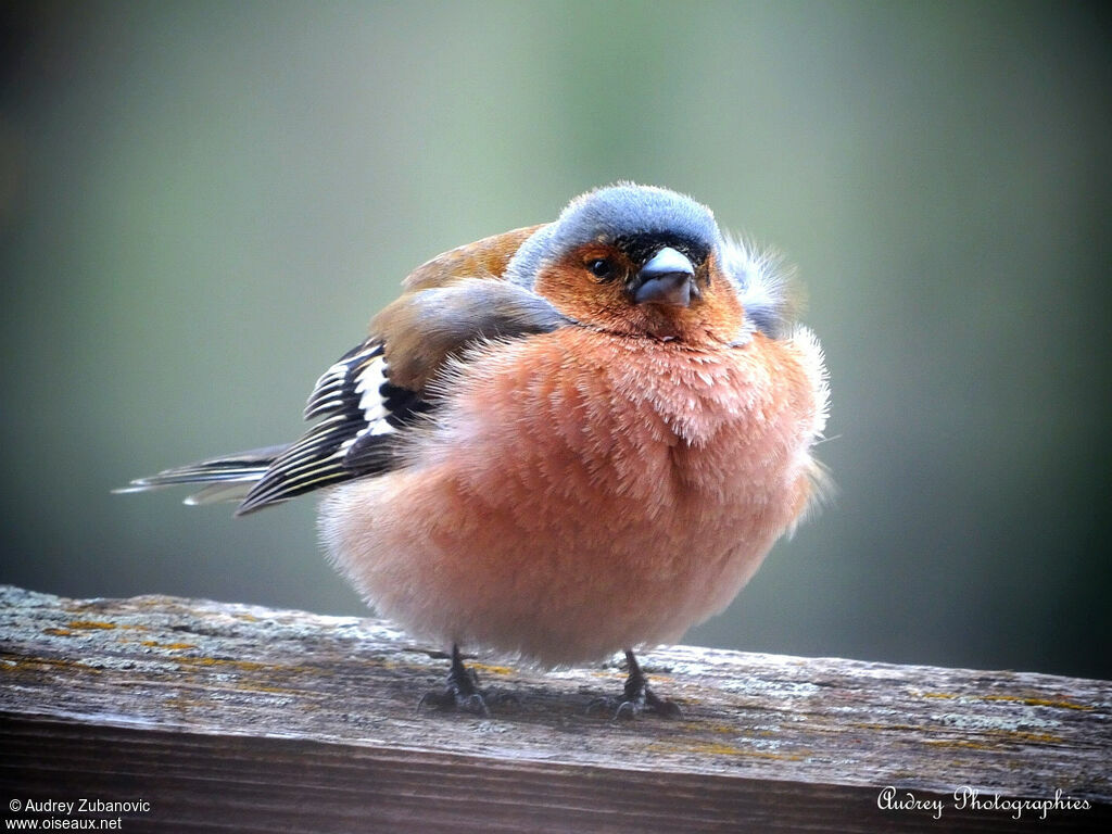 Eurasian Chaffinch male