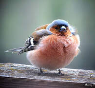 Eurasian Chaffinch