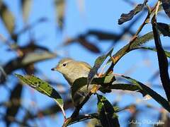 Common Chiffchaff