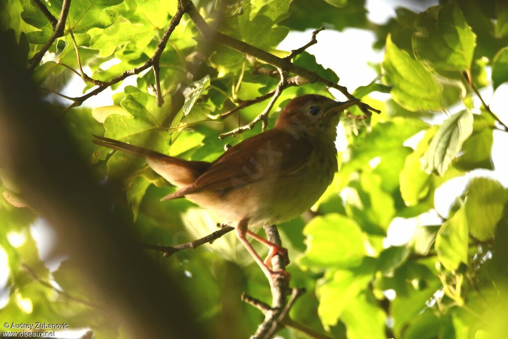 Common Nightingale